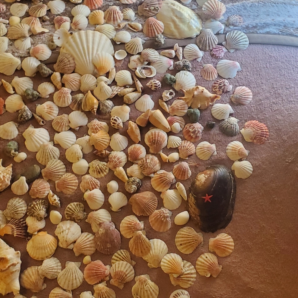 Real sea shells - Picture 3 of 13